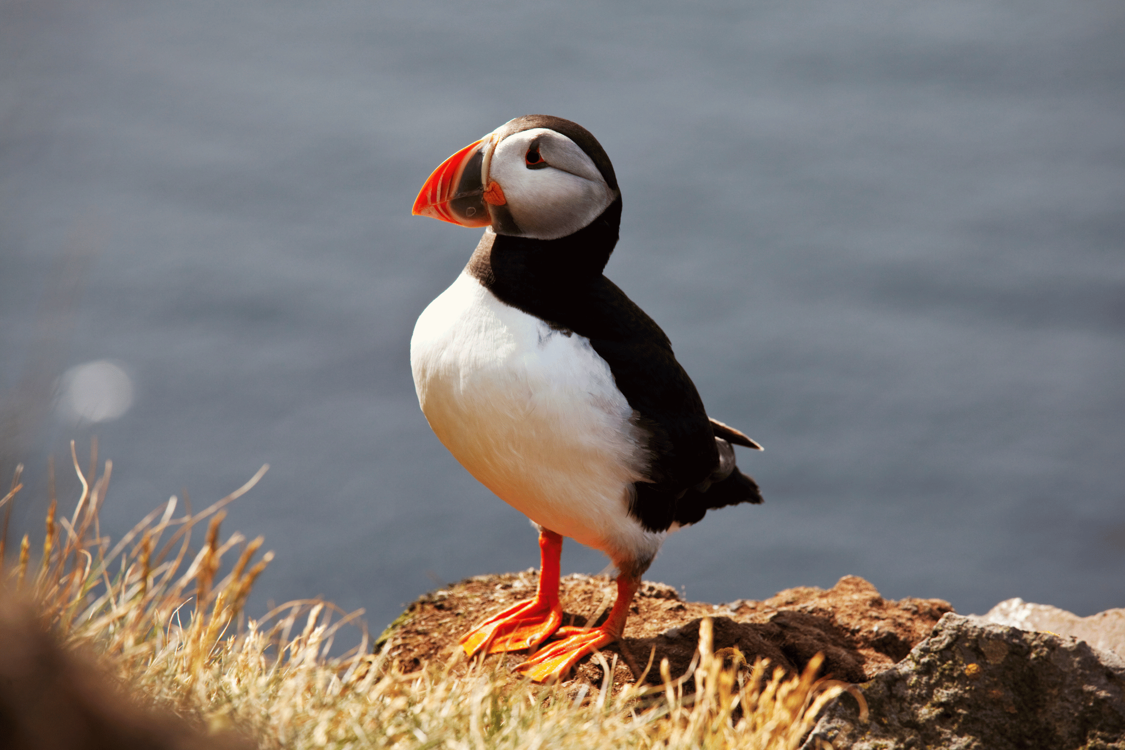 an image of a puffin in the grass